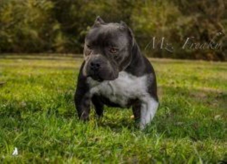 Dog Featured Image