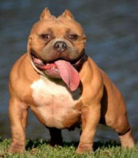 Dog Featured Image