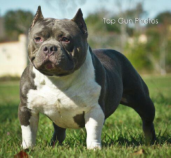 Dog Featured Image