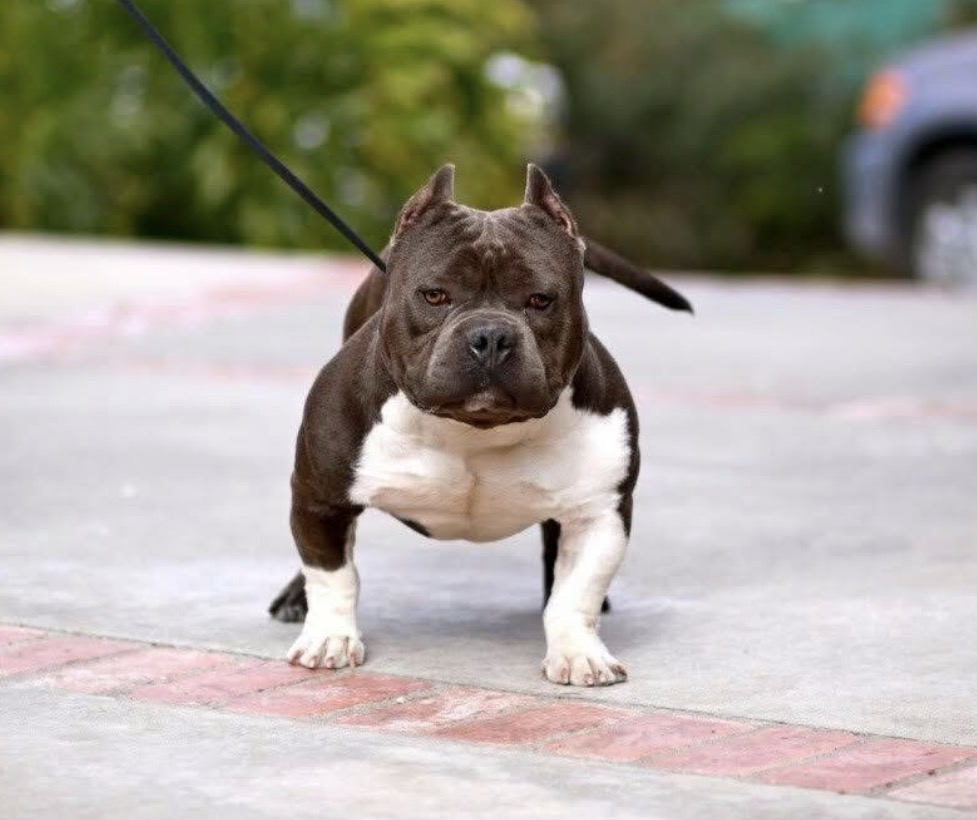 Dog Featured Image