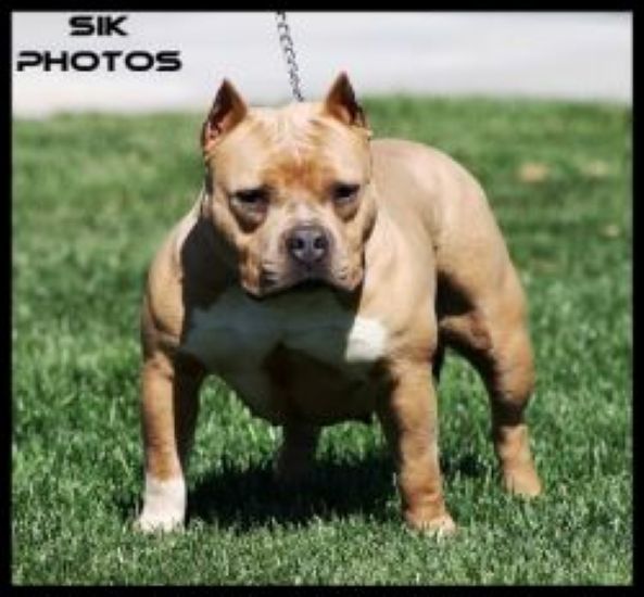 Dog Featured Image