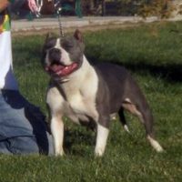 831 PITS’ TRIXY