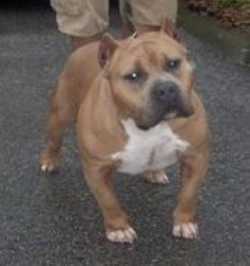 Dog Featured Image