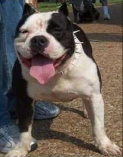 Dog Featured Image
