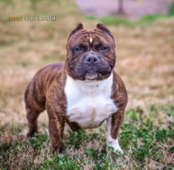 Dog Featured Image