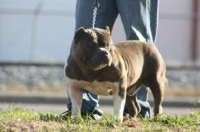 Dog Featured Image