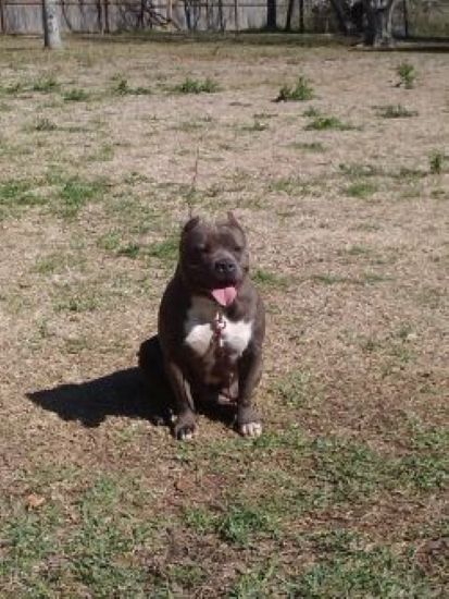 Dog Featured Image