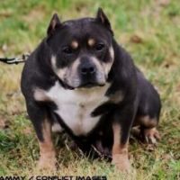 Dog Featured Image