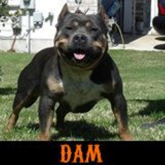 Dog Featured Image
