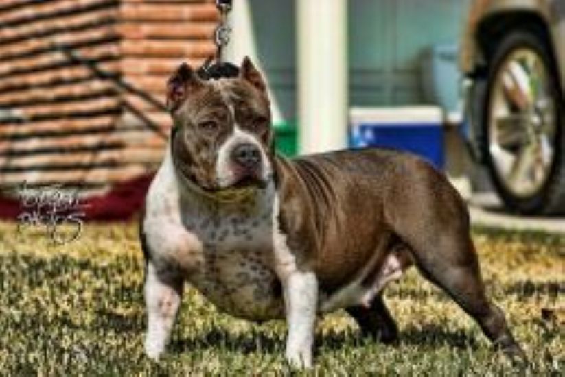 Dog Featured Image