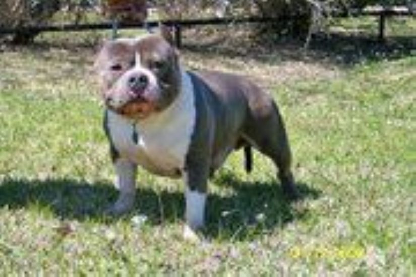 Dog Featured Image