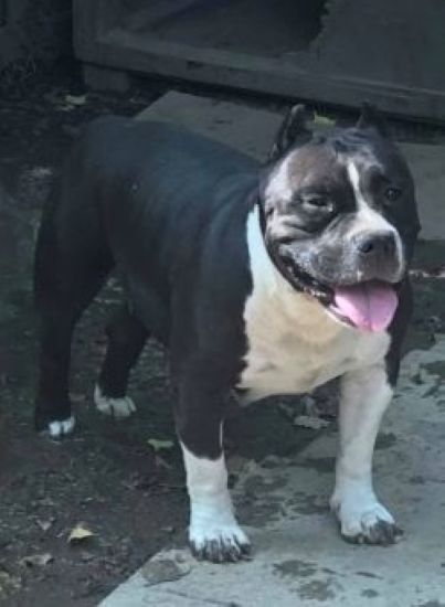 Dog Featured Image