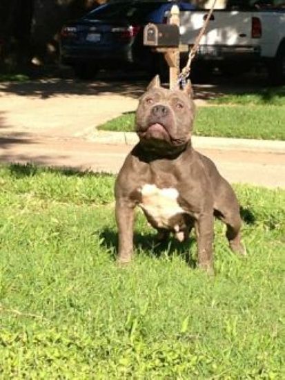 Dog Featured Image