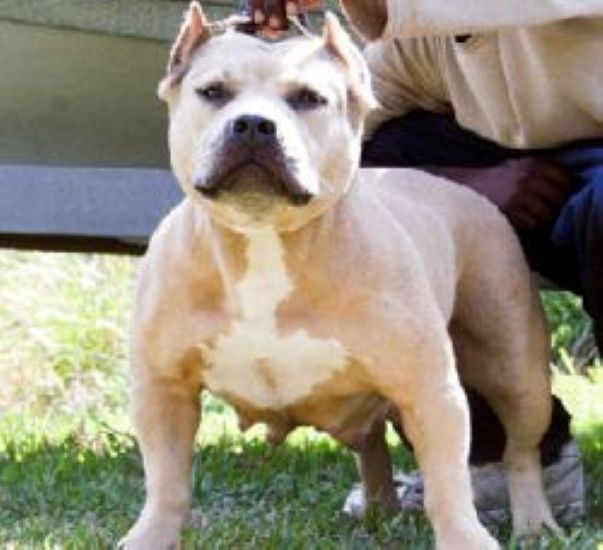 Dog Featured Image