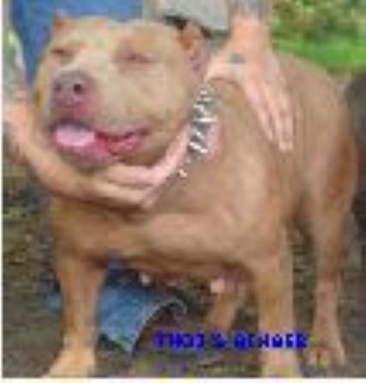 Dog Featured Image