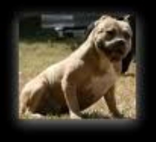 Dog Featured Image
