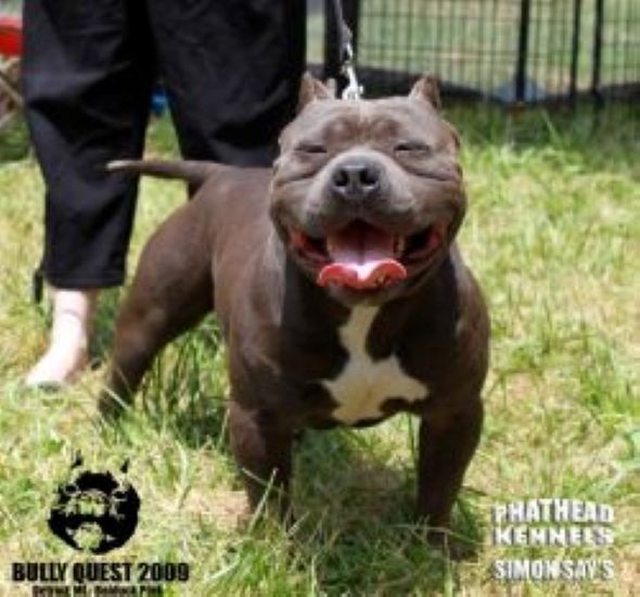 Dog Featured Image