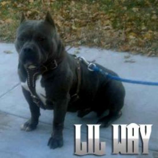 Dog Featured Image