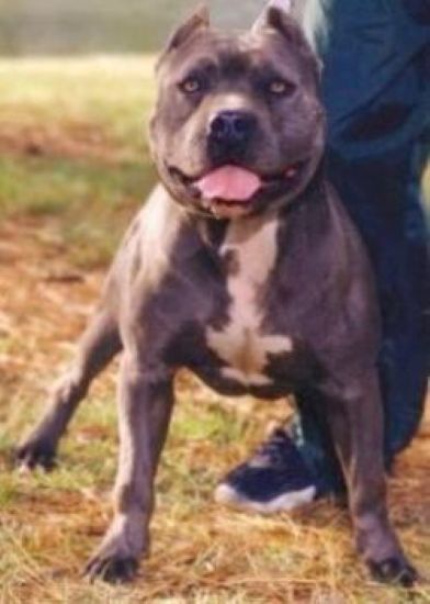 Dog Featured Image