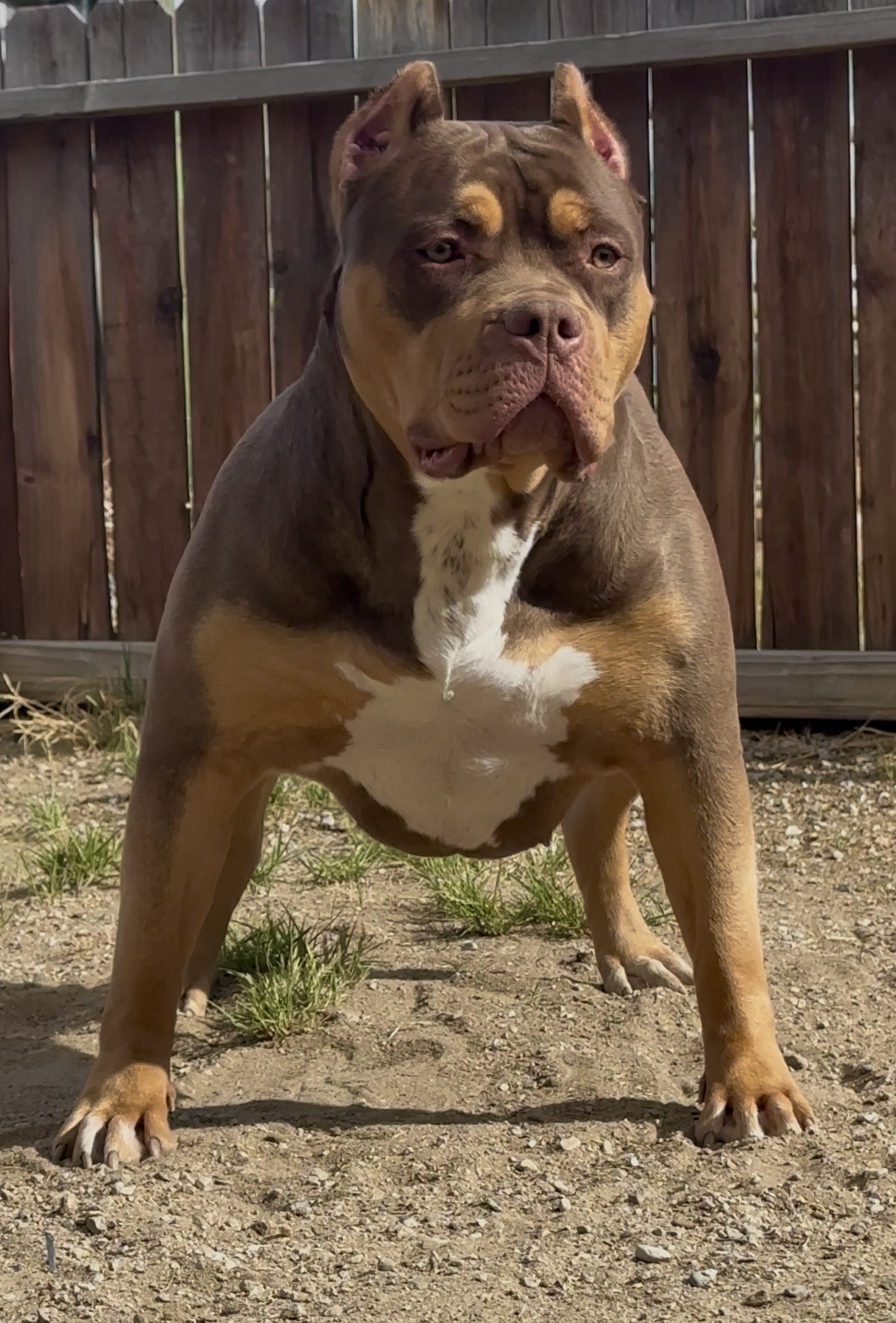 Dog Featured Image