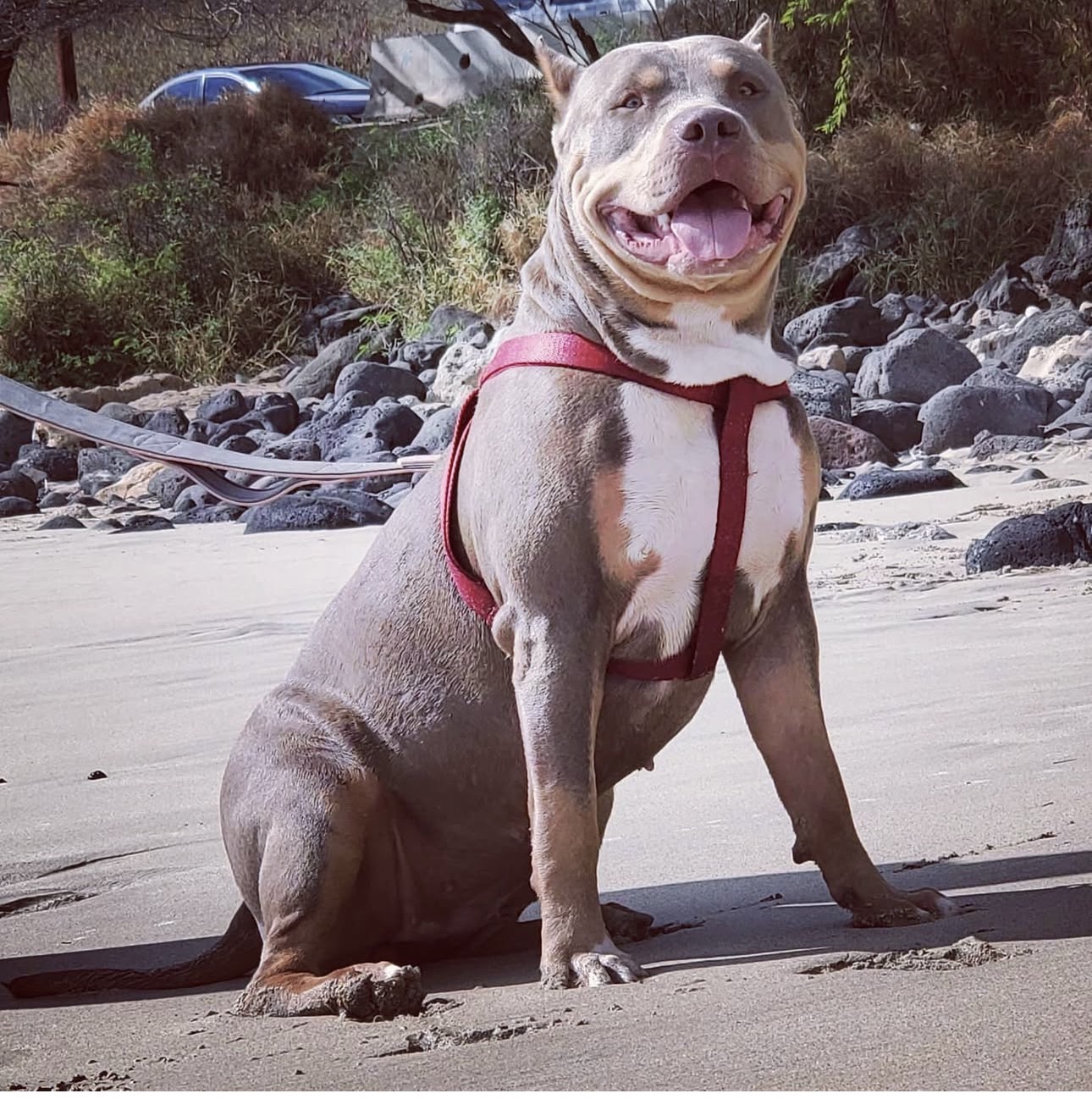 Dog Featured Image