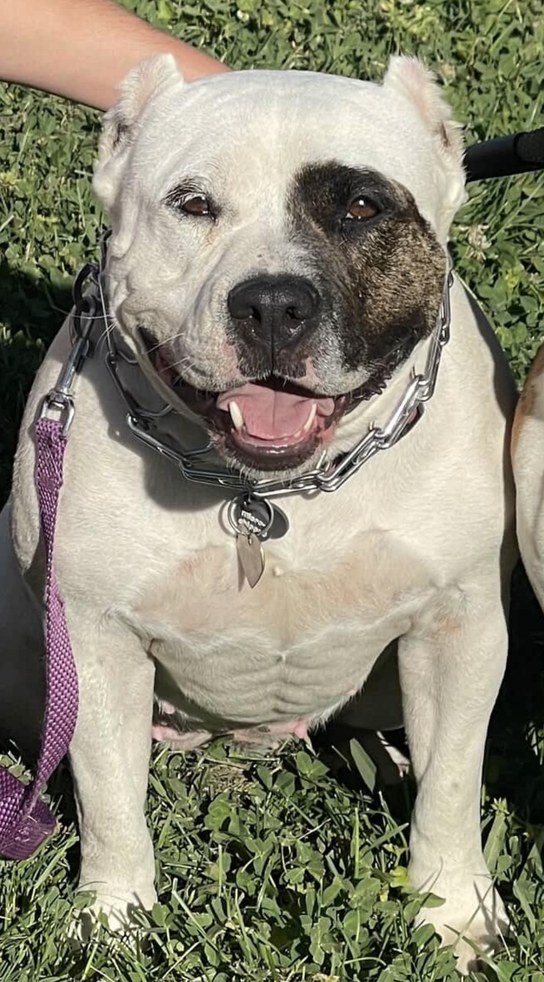 Dog Featured Image