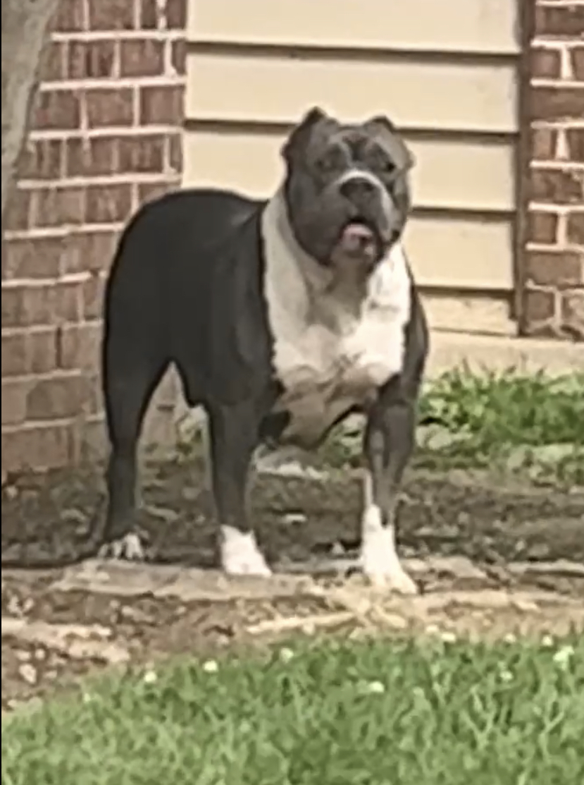Dog Featured Image