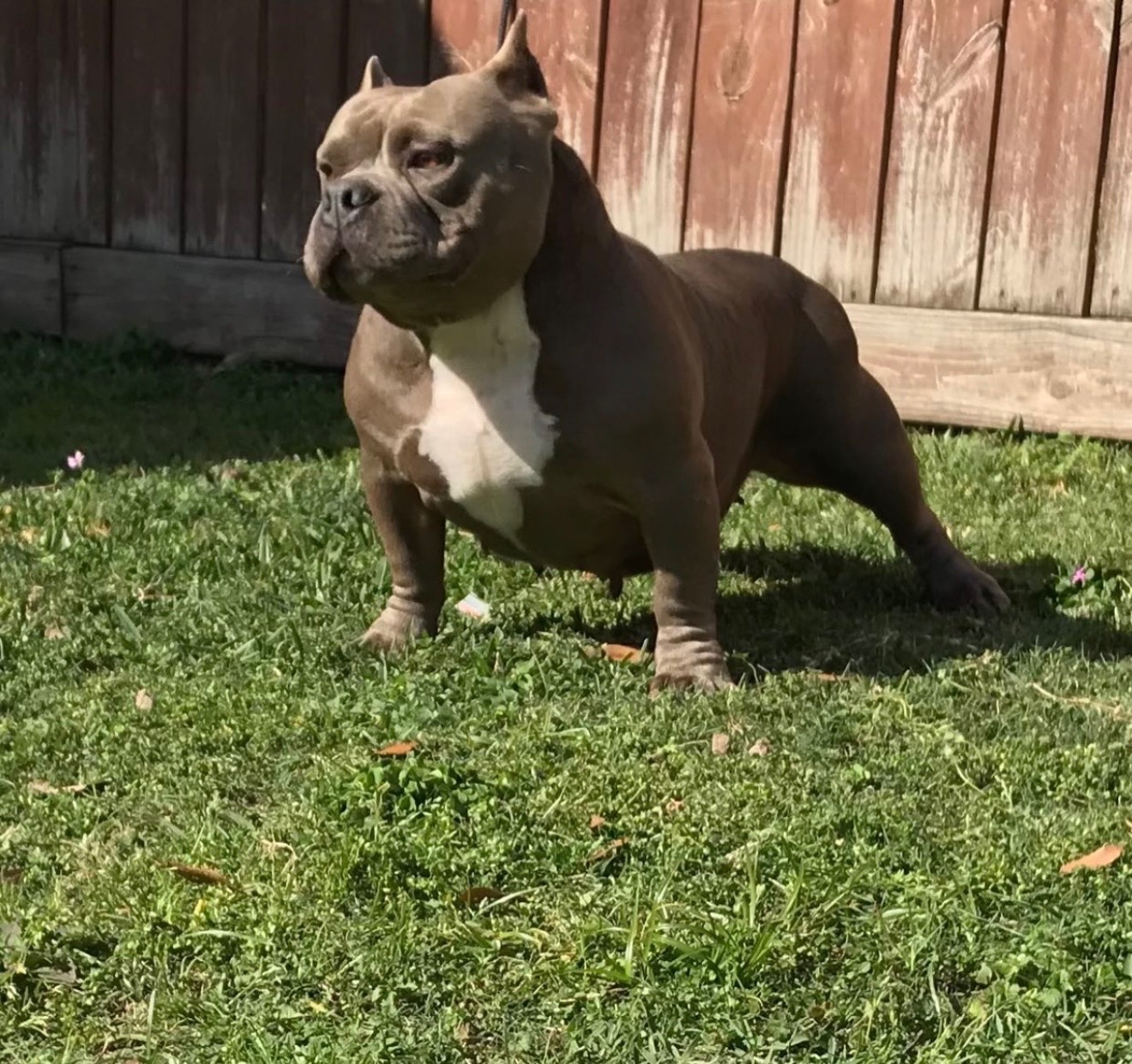 Dog Featured Image