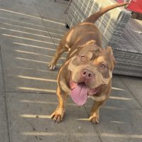 Dog Featured Image