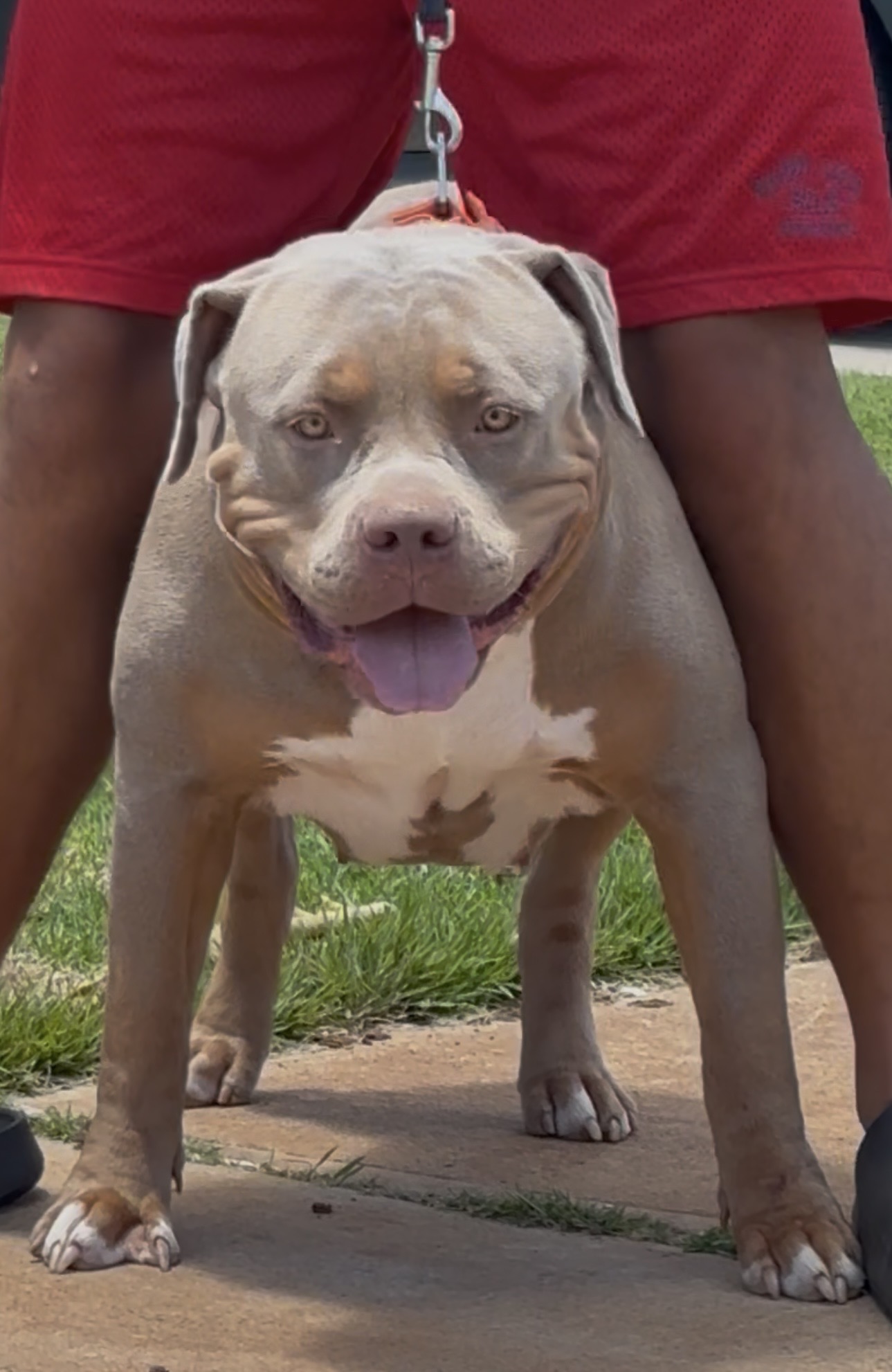 Dog Featured Image