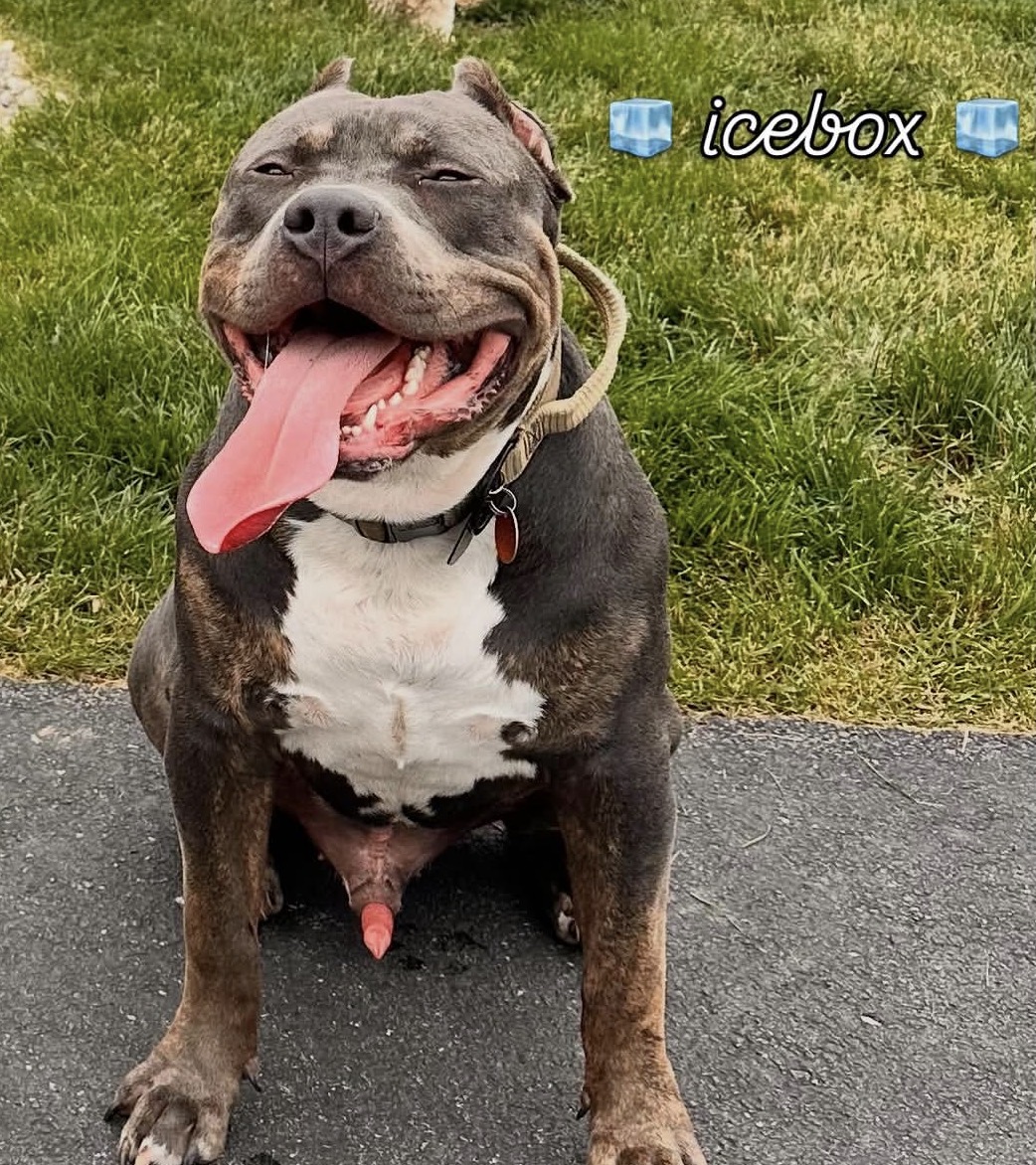 Dog Featured Image