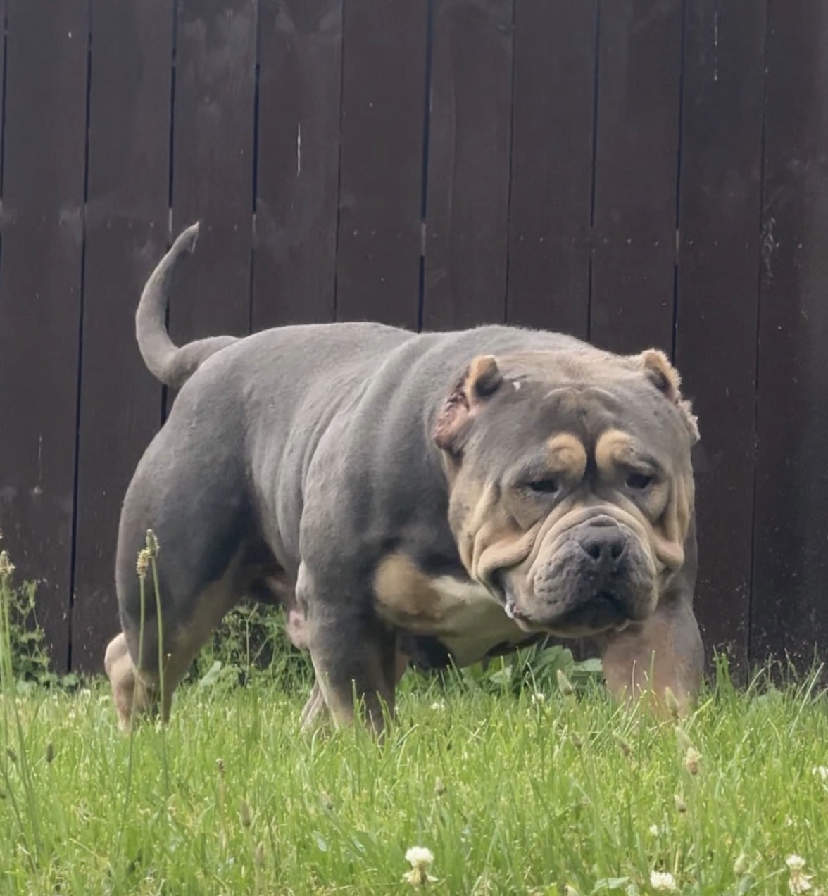 Dog Featured Image
