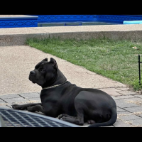 Mississippi BULLIES PRADA