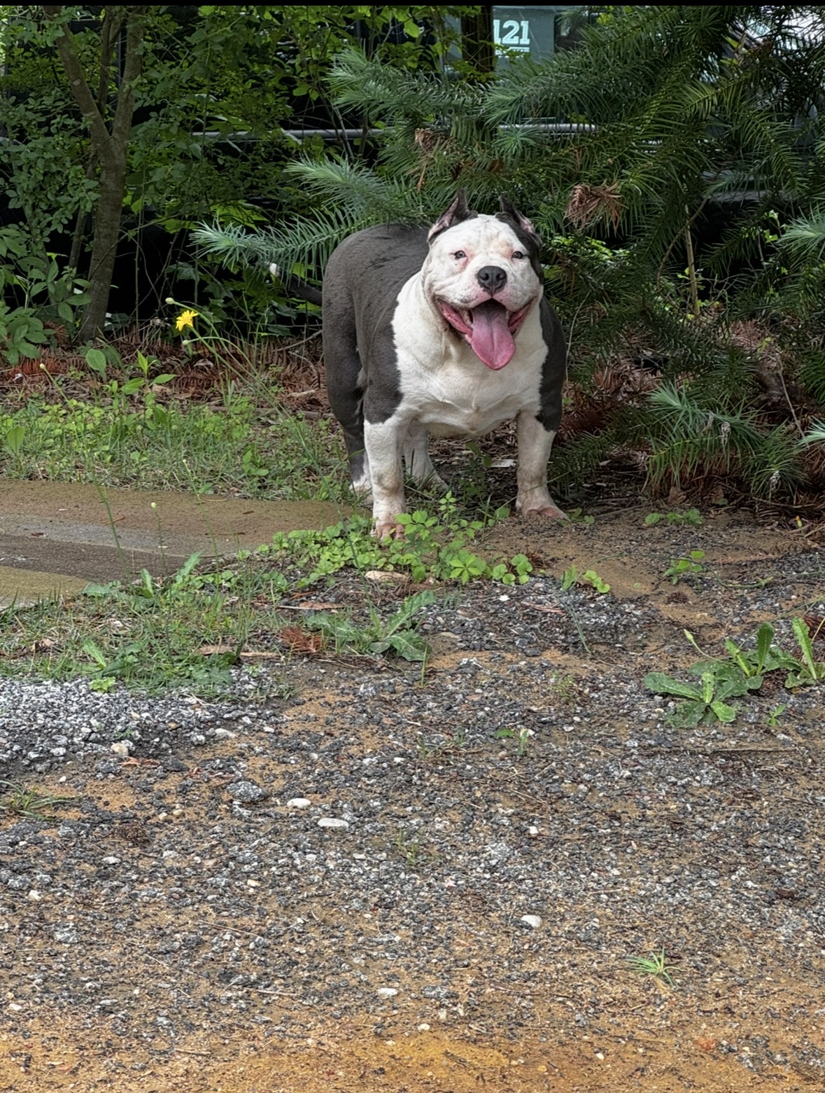 Dog Featured Image