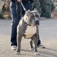 Purestone Kennels Blue Brazen