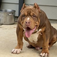 SCB Ozzy