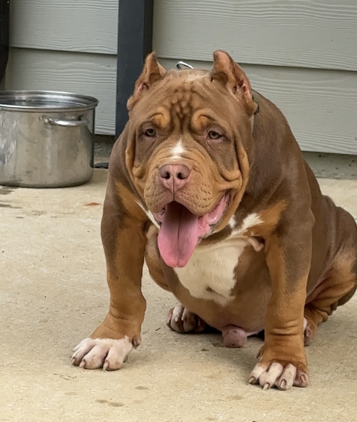 Dog Featured Image