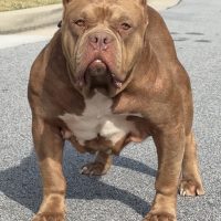 Dog Featured Image