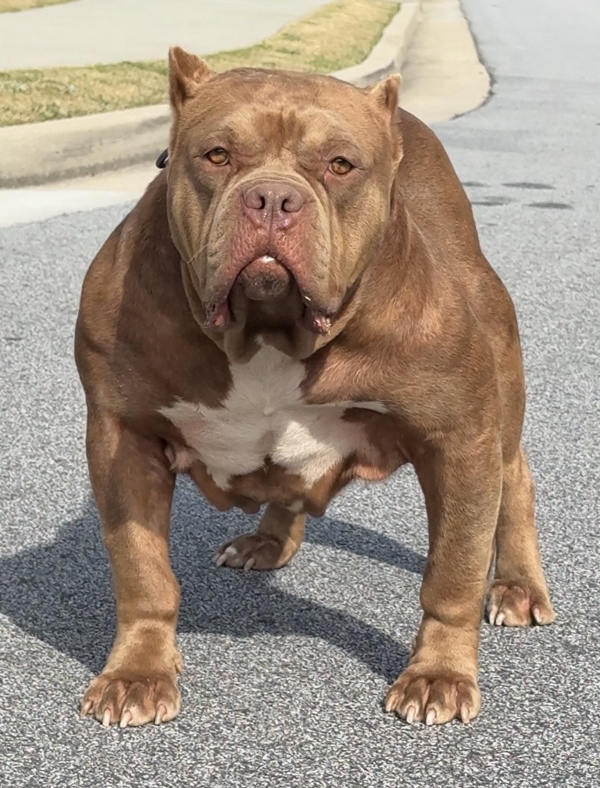 Dog Featured Image