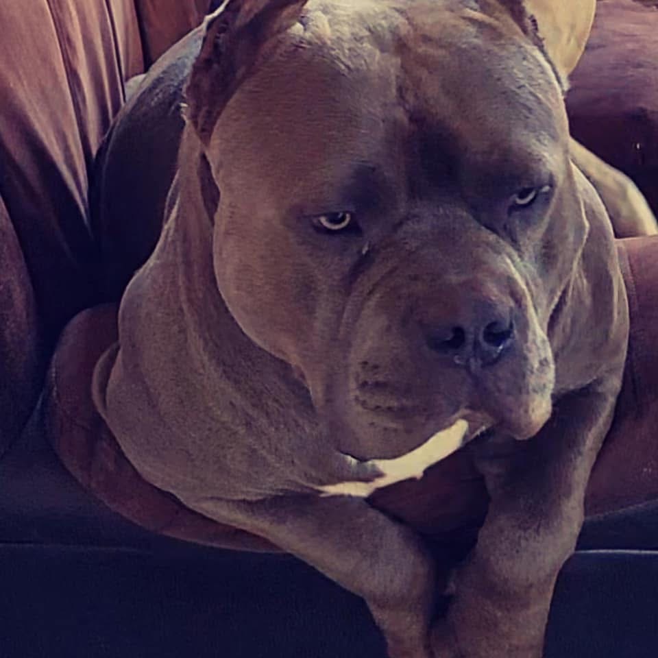 Dog Featured Image