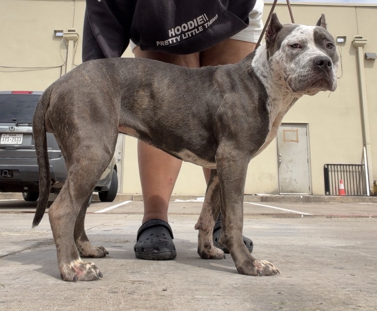 Dog Featured Image