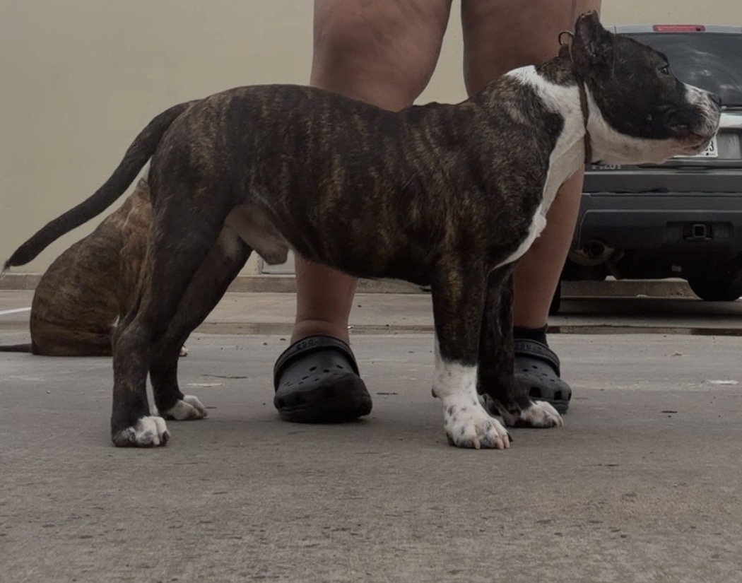 Dog Featured Image