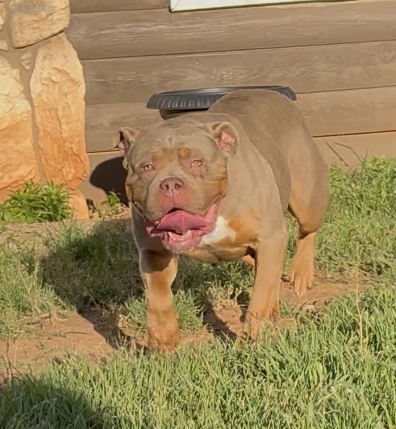 Dog Featured Image