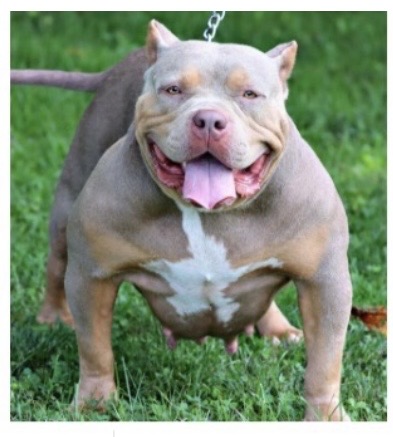 Dog Featured Image