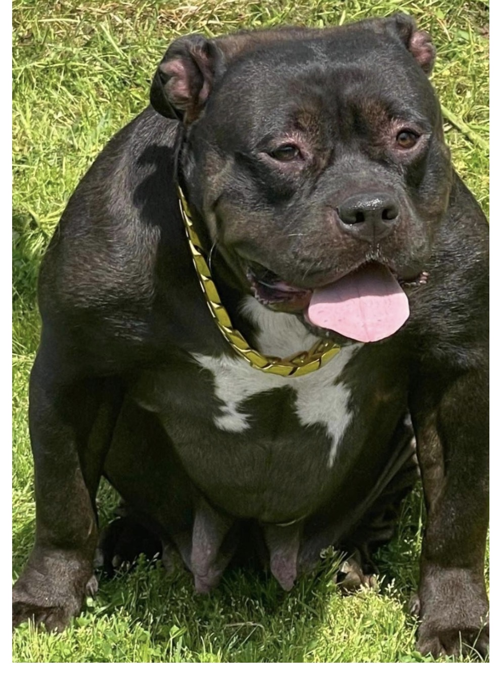 Dog Featured Image