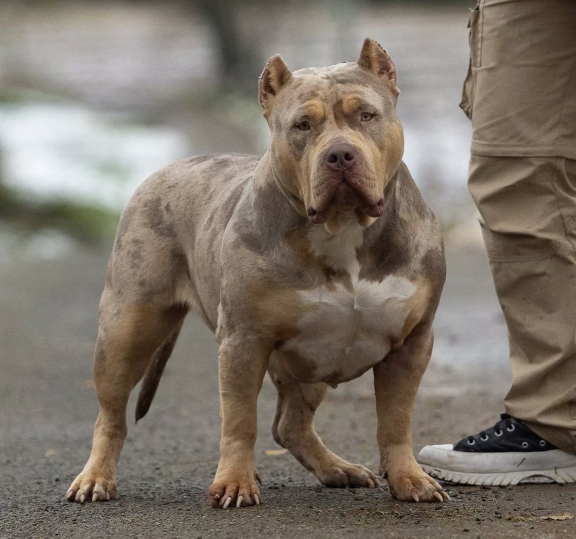 Dog Featured Image