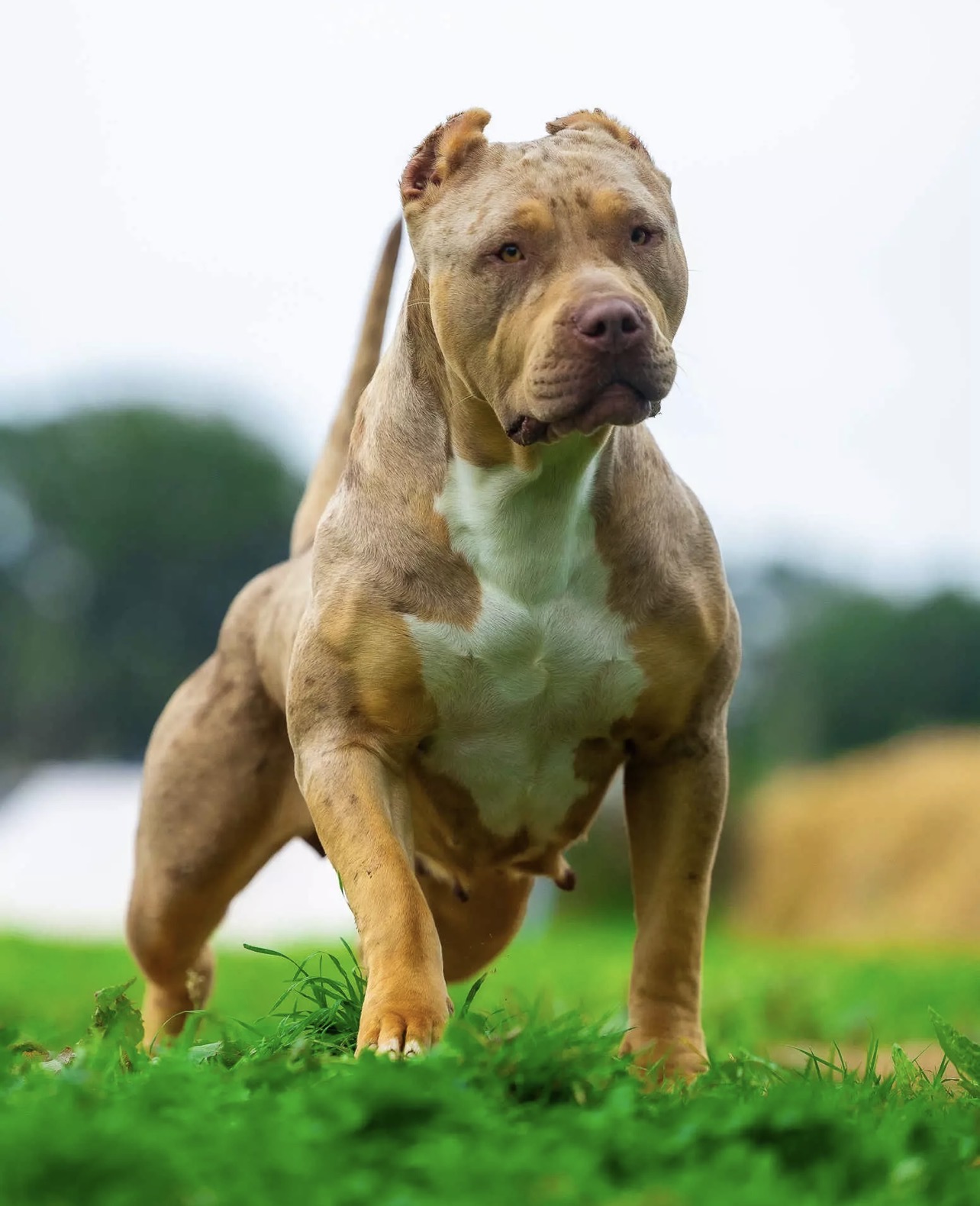 Dog Featured Image