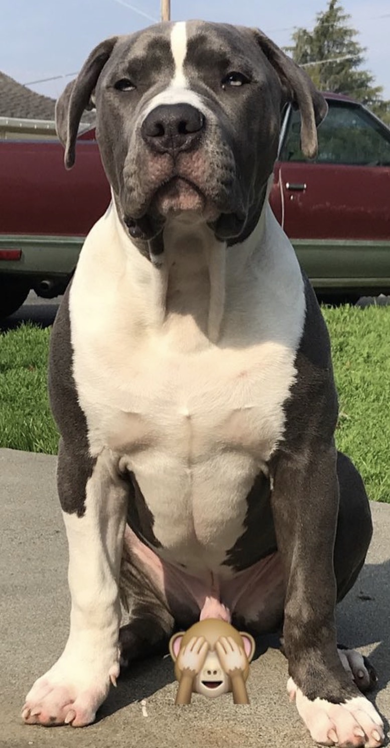 Dog Featured Image