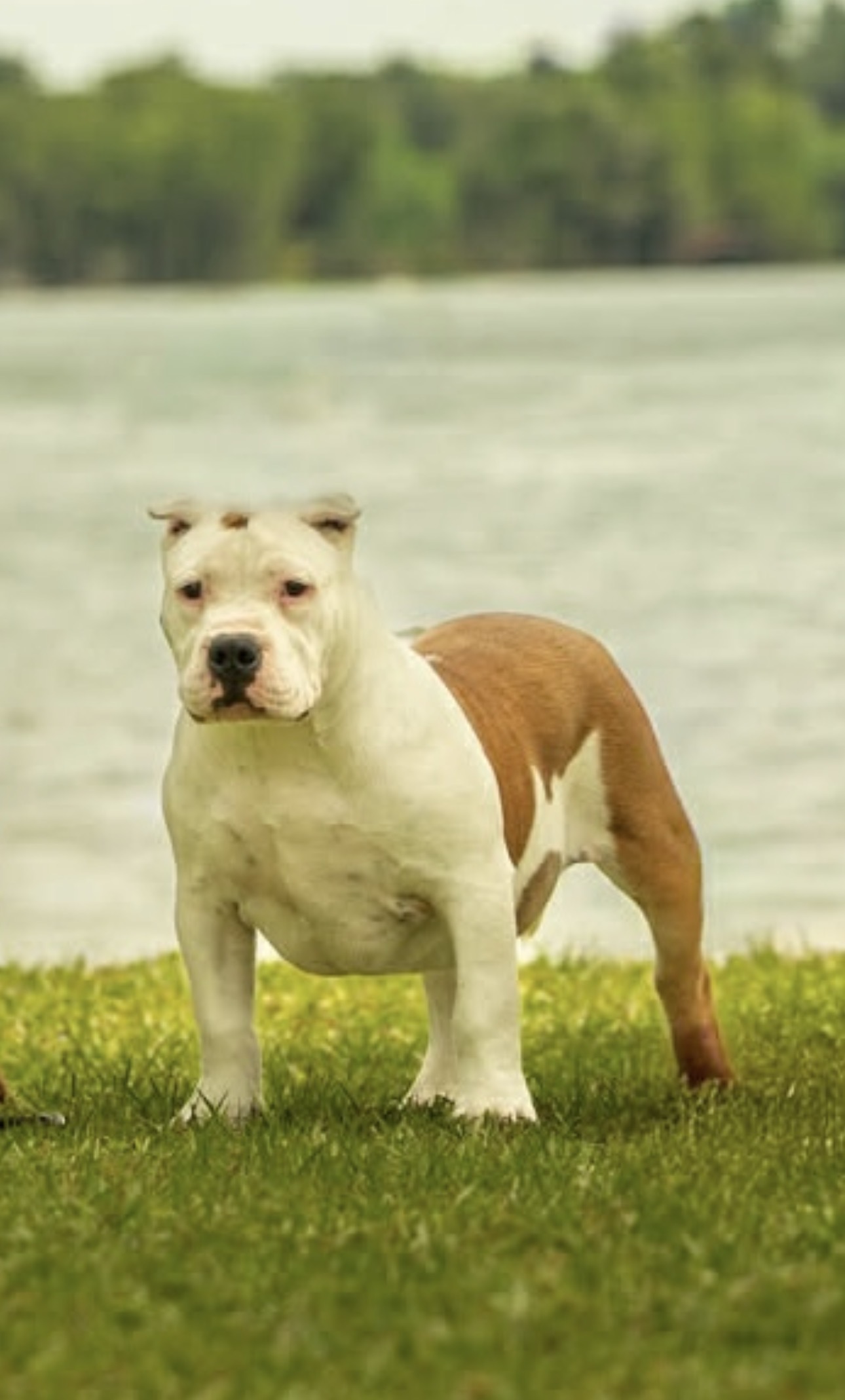 Dog Featured Image