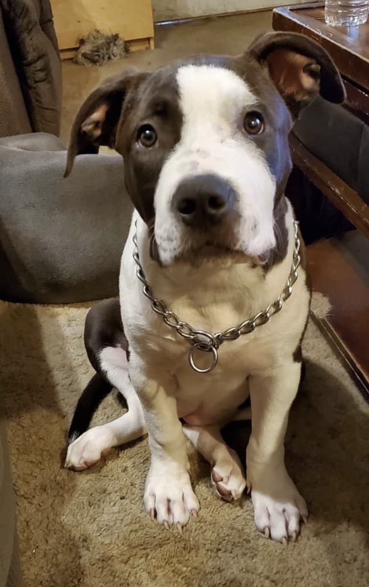 Dog Featured Image